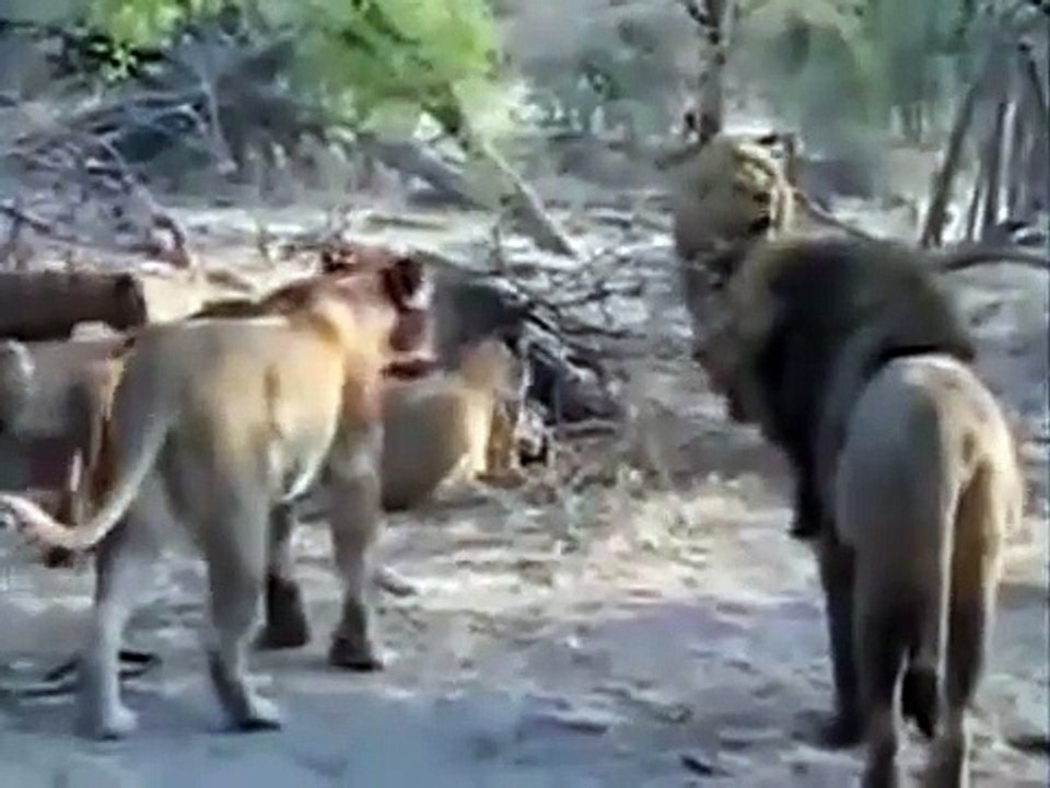 Lion attack Lions Against All Fighting Lions lion wildlife history documentary