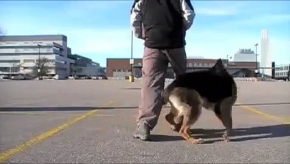 The Cutest German Shepherd Dog