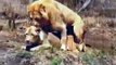 Mating Lion and Zebra Animal Breeding   Animal Attacks And Loves   YouTube when animals attack (3)