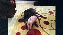 Mini Pig going crazy running in circles when animals attack (2)