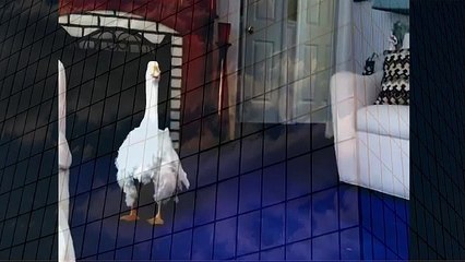 PET GOOSE WATCHING TV when animals attack