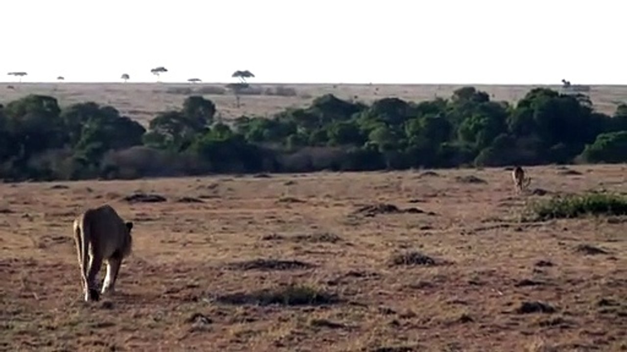 Kenya sept 09 - Masaï Mara - Male lion hunting