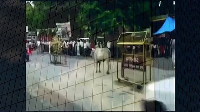 Real Bull Fighting Amazing Animal Videos YouTube when animals attack