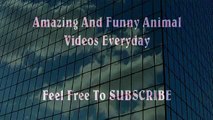 Man VS Donkey Best Wild Animal Videos   Animal Attacks And Loves when animals attack (2)