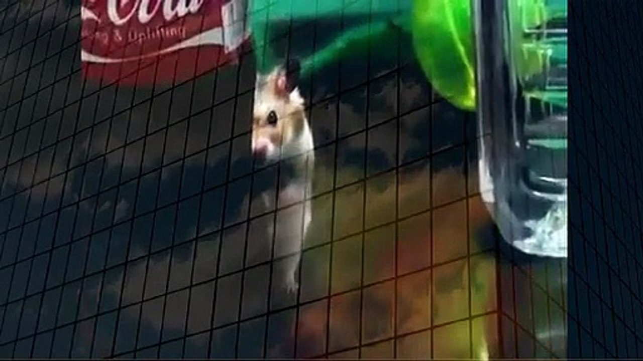Psycho Hamster when animals attack