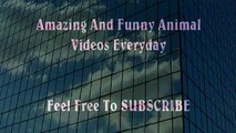 Man VS Donkey Best Wild Animal Videos   Animal Attacks And Loves when animals attack