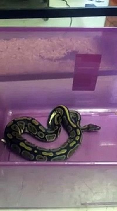 Python attack mouse real quick
