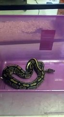 Python attack mouse real quick