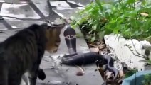 Cats Vs Snakes Fighting - The Animal World