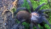 Scorpion Vs Giant Spider   Animal Battle     Spider Attack   Scorpion     Spider Kills  Scorpion