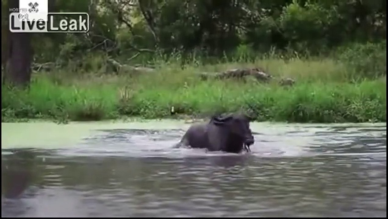 Wildebeest Vs Large Male Crocodile Vs Hippo ~ Crocodile Attack Compilation!!
