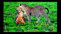 Animals attack compilation2016 - Lion vs tiger vs Hyenas - Leopa