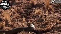 Wild Animals Fighting Compilation Documentary - Snake vs Mongoos