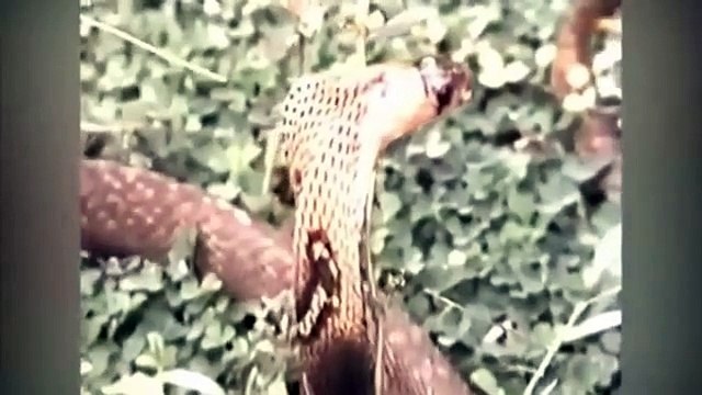 TOP 10 Best eagle attacks in the world - Eagle attacks Wolf - an