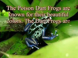 Top 10 Most Dangerous Animals on the Planet