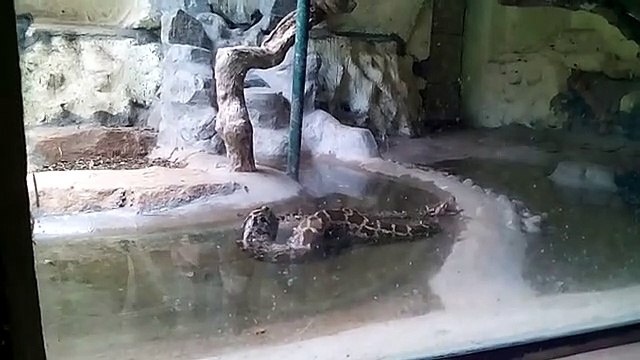 Snake Python attack on zoo caught on camera HD