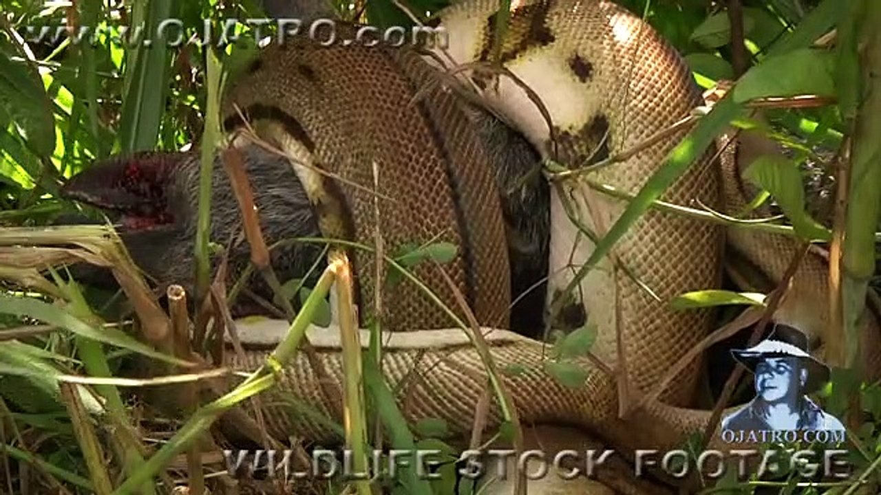Python Attack Compilation 03 Music - Vidéo Dailymotion
