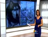 Python Attacks And Kills 60 Lb Husky In South Florida