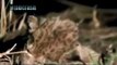 best animal video. Hyena Revenge Lion Lion Kill Hyena Cub and Hyena Kill Lion cub animals attack.