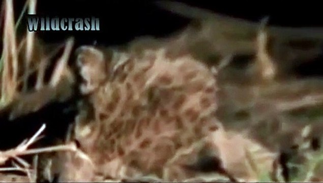 best animal video. Hyena Revenge Lion Lion Kill Hyena Cub and Hyena Kill Lion cub animals attack.
