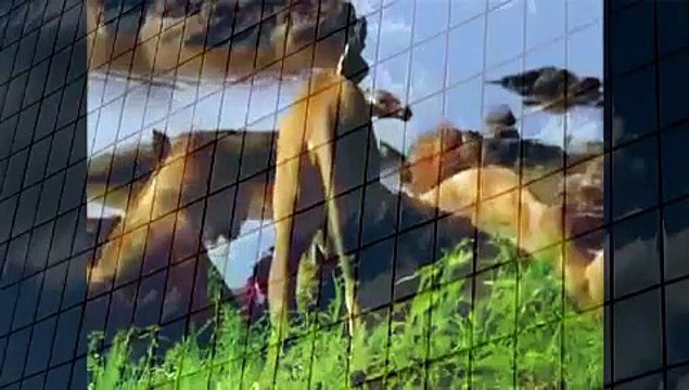 Lion kill, Croc and Elephant Best Wild Animal Videos Animal Attacks And Loves when animals attack (2)