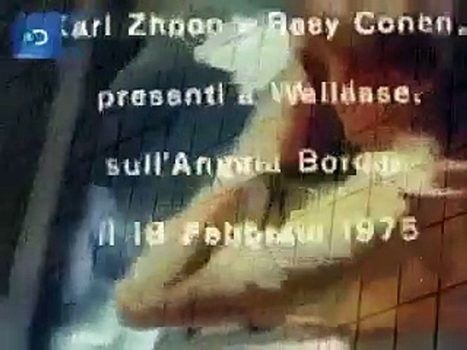 Retro Animal Clip Of The Week Guy Decides To Get A Closer Look At A Safari And Gets Eaten By Lion W