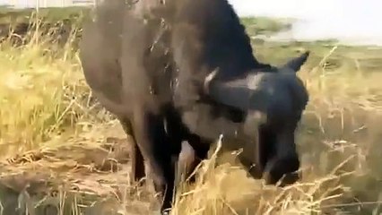 Lion attackThe Buffalo The Lion Returns for food wildlife documentrary