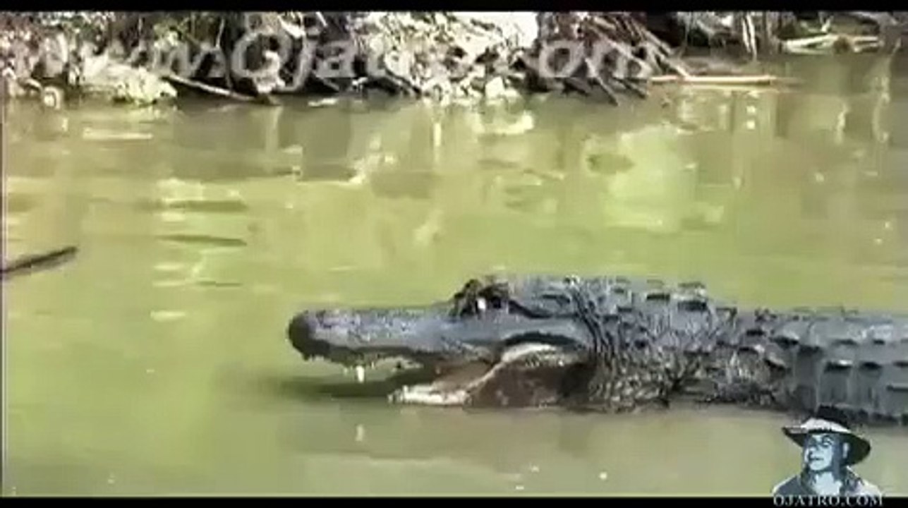 Python vs Alligator 01 -- Real Fight -- Python attacks Alligator