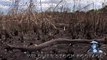 Python Attacks 02   Aggressive Rock Python   Time Lapse