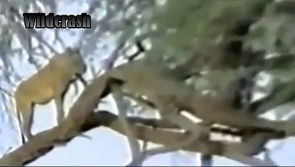 animal video. Hyena Kills and Eats Lion animals attack.