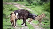 Male Lion's Hunt  Lions attack and Kill Buffalo Cow & Newborn Ca