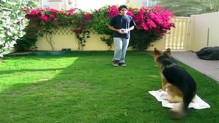 Dog training tip- connecting with your dog