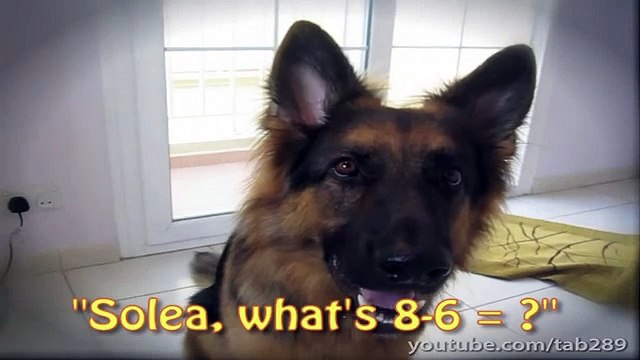 German Shepherd Does Math (Amazing Dog Trick!)