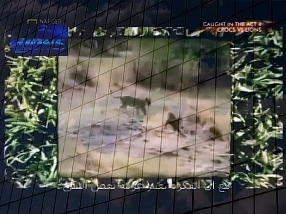 Monkey attacking Lion Very Unusual and Rare Video Best Wild Animal Videos   Animal Attacks And Loves (2)