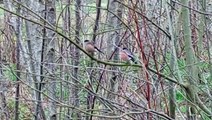 Irish bullfinches at Bay Park in Derry