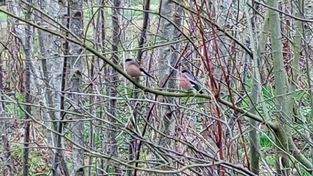 Irish bullfinches at Bay Park in Derry