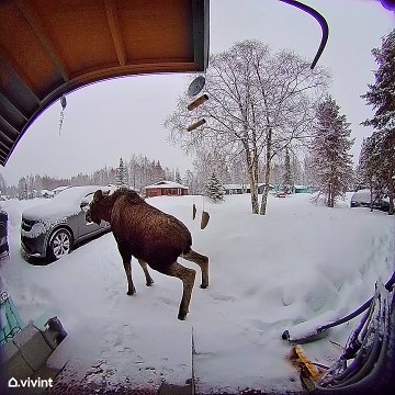 Moose Relieves Himself On Front Stoop