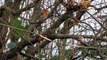 Irish robin redbreast chirping