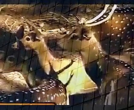 sri lanka National zoological gardens Dehiwala when animals attack