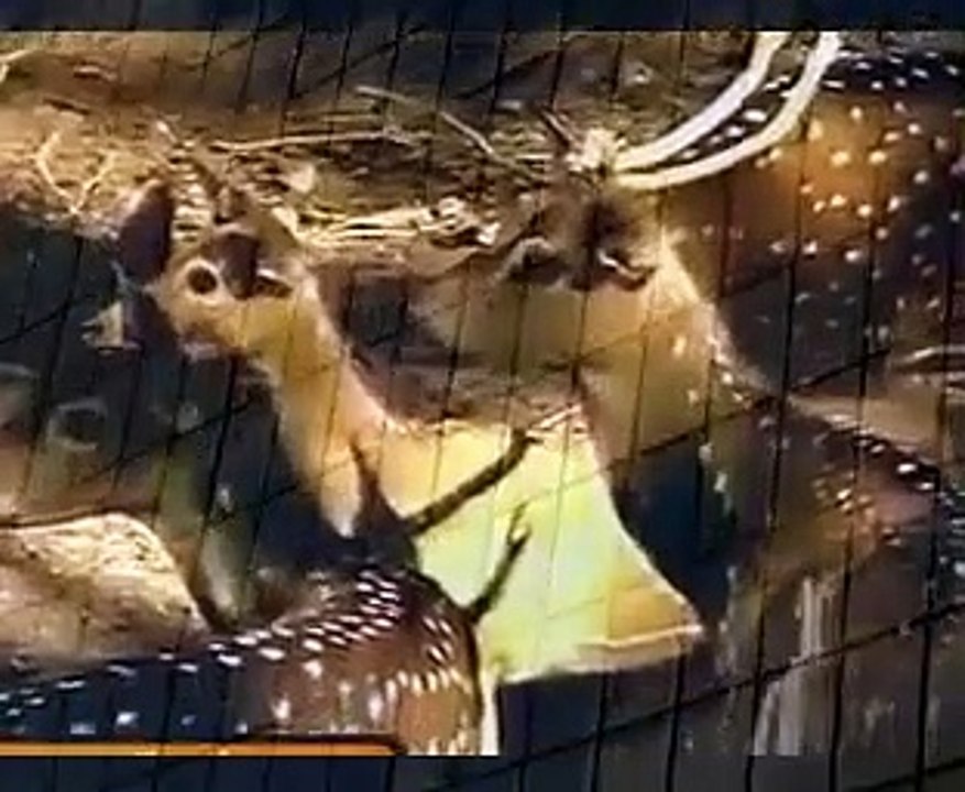 sri lanka National zoological gardens Dehiwala when animals attack