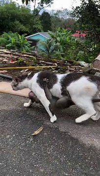 Baby Monkey Clings to Its Adoptive Cat Mother