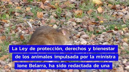 La ley Belarra castiga con hasta 50.000 € y año y medio de cárcel matar una rata en casa