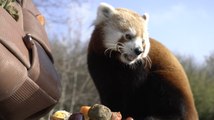 From the Himalayas to Hythe... Port lympne park welcomes another endangered red panda