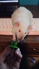 Albino Pet Rat Cleans off Paws on Keyboard