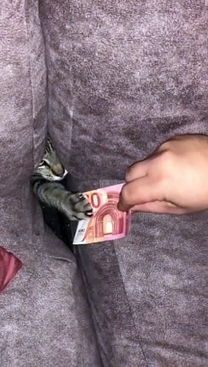 Greedy Goblin Cat