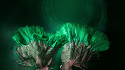 Chad Lawson - fields of forever (sleep rework / visualizer)