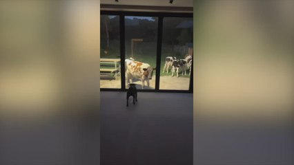 Must-see! Cows Take Over a Woman’s Backyard in the Middle of the Night