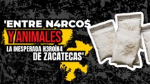 T2:E12 'Entre narcos y animales, la inesperada h3roín4 de Zacatecas'