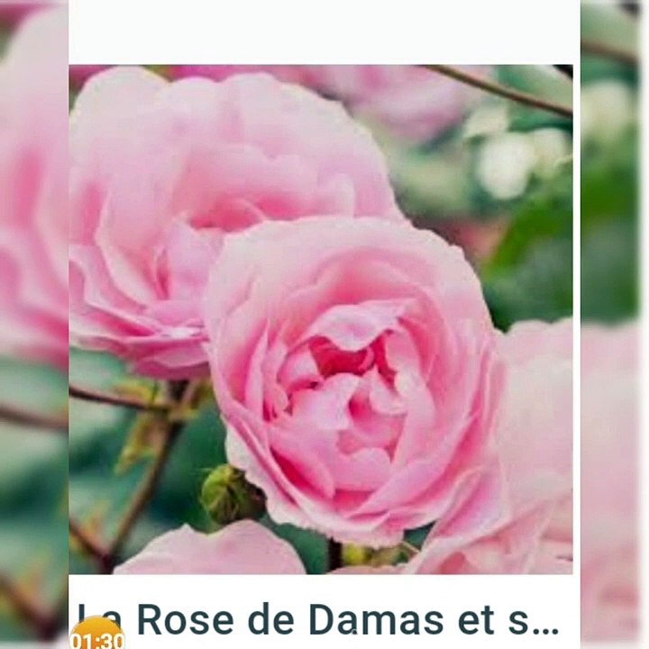 820 COMMENT ÉVITER LES CONFLITS LES PETITES DEPRIMES ET OÙ TROUVER LE BONHEUR FINALEMENT (1)