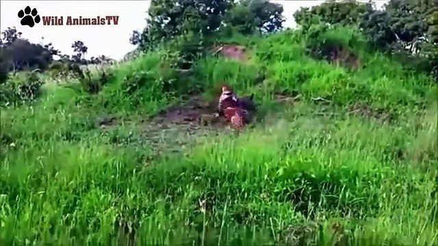 Leopard vs Wild Boars Wild Animal Fights 2015 (4)